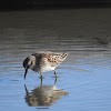 Least Sandpiper