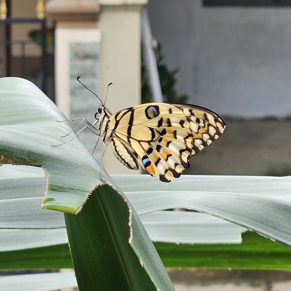 Butterfly