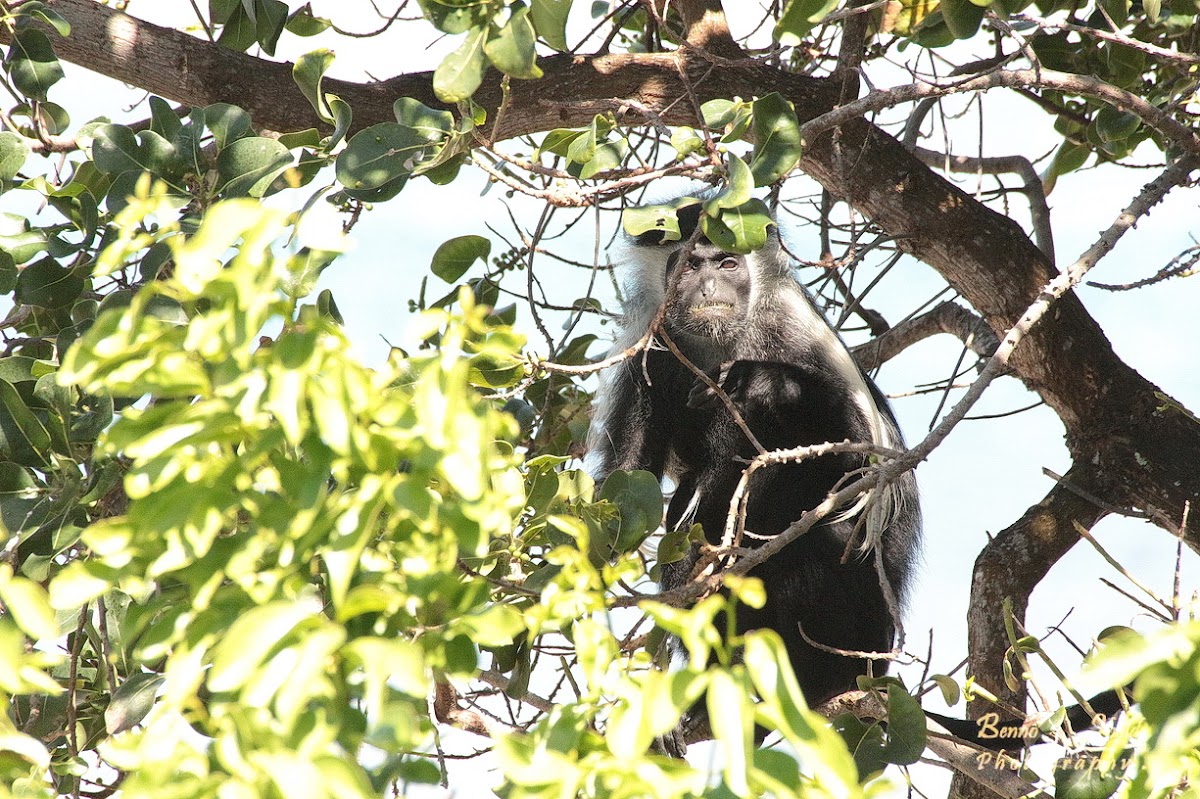 Mantled guereza