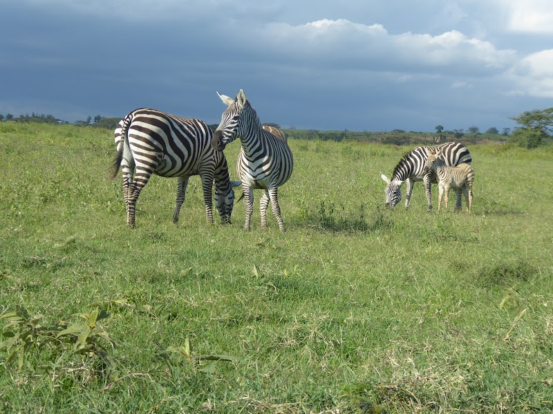 Un poquito de Kenia: Lagos Naivasha y Nakuru, Samburu y Masai Mara - Blogs de Kenia - EL PARQUE NACIONAL DEL LAGO NAKURU (7)