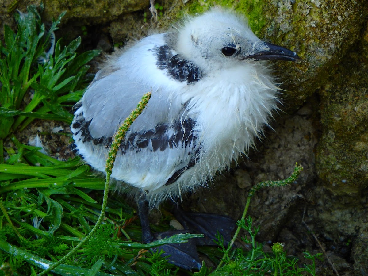 Black-legged kittiwake