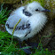 Black-legged kittiwake