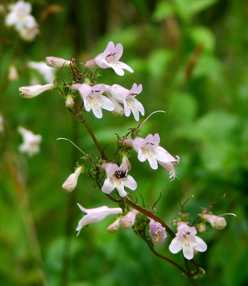 Hairy Beardtongue