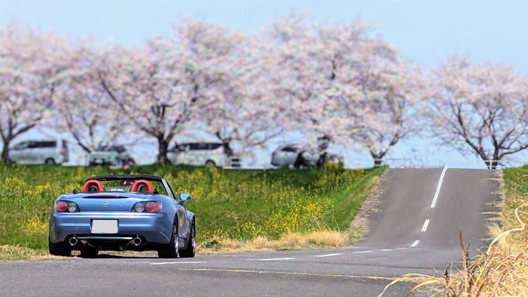 S2000の桜シーズン開幕・大榑川堤の桜並木・桜ドライブ・菜の花と鯉のぼり・オープンカーに関するカスタム事例の投稿画像3枚目