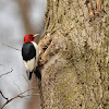 Red Headed Woodpecker