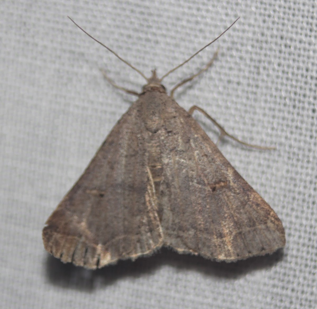 Bent-winged Owlet Moth