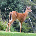 White-tailed Deer