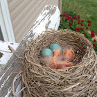 American Robin