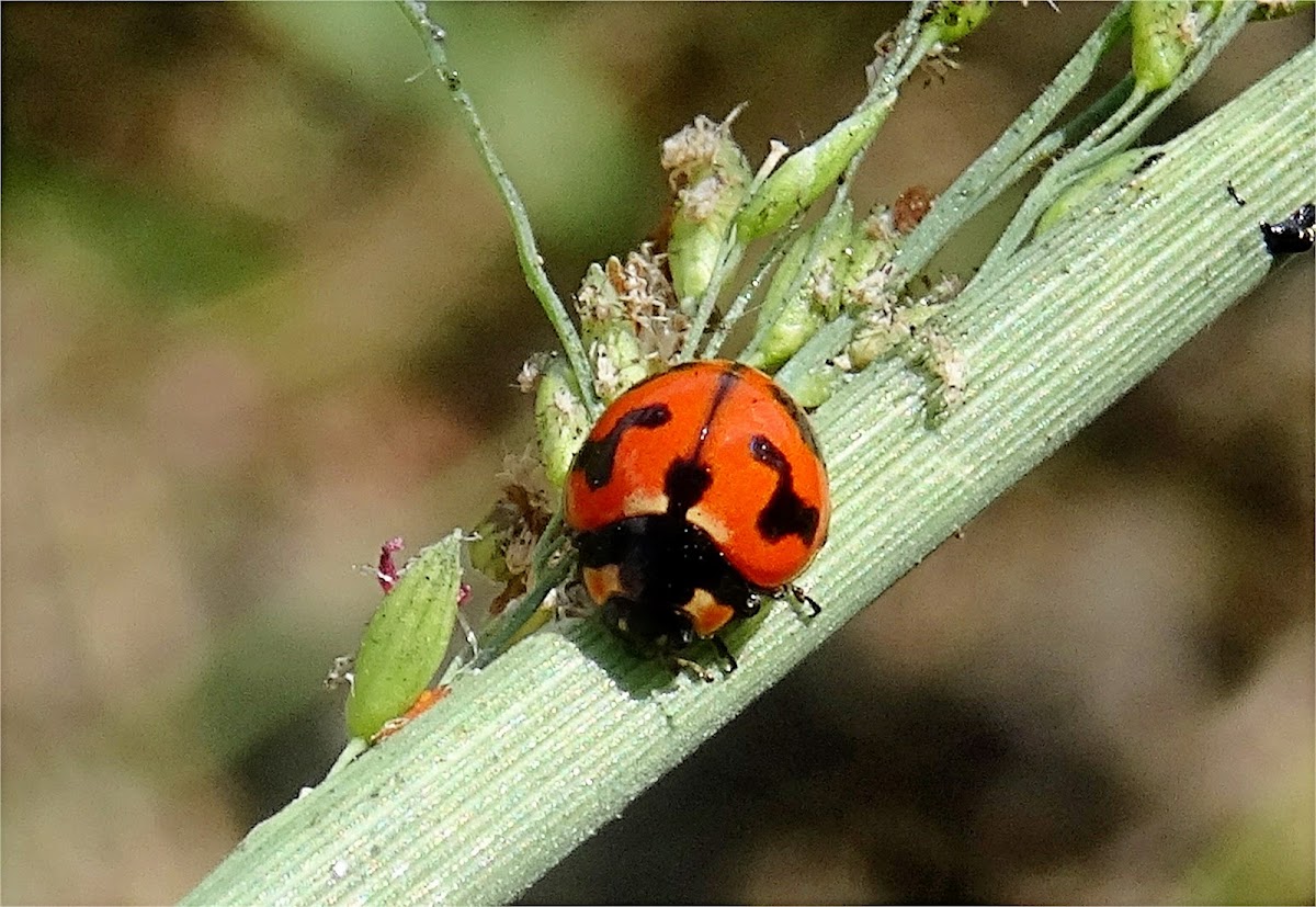 Small Transverse Ladybird Beetle