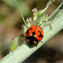 Small Transverse Ladybird Beetle