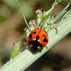 Small Transverse Ladybird Beetle