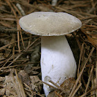 Boletus pallidus