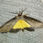 Notodontidae moth