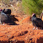 Turkey Vulture