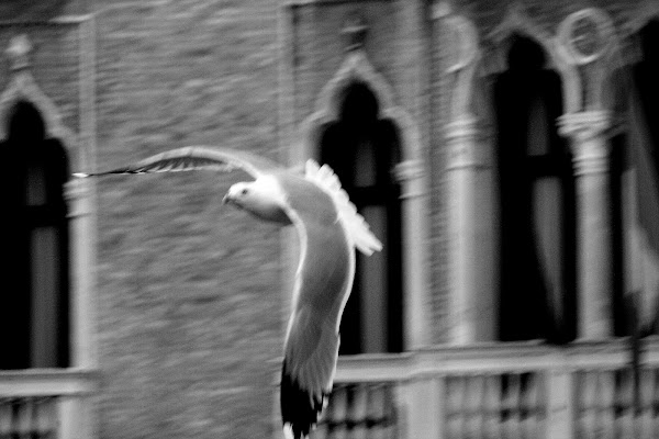 Volo in libertà di Andrea F