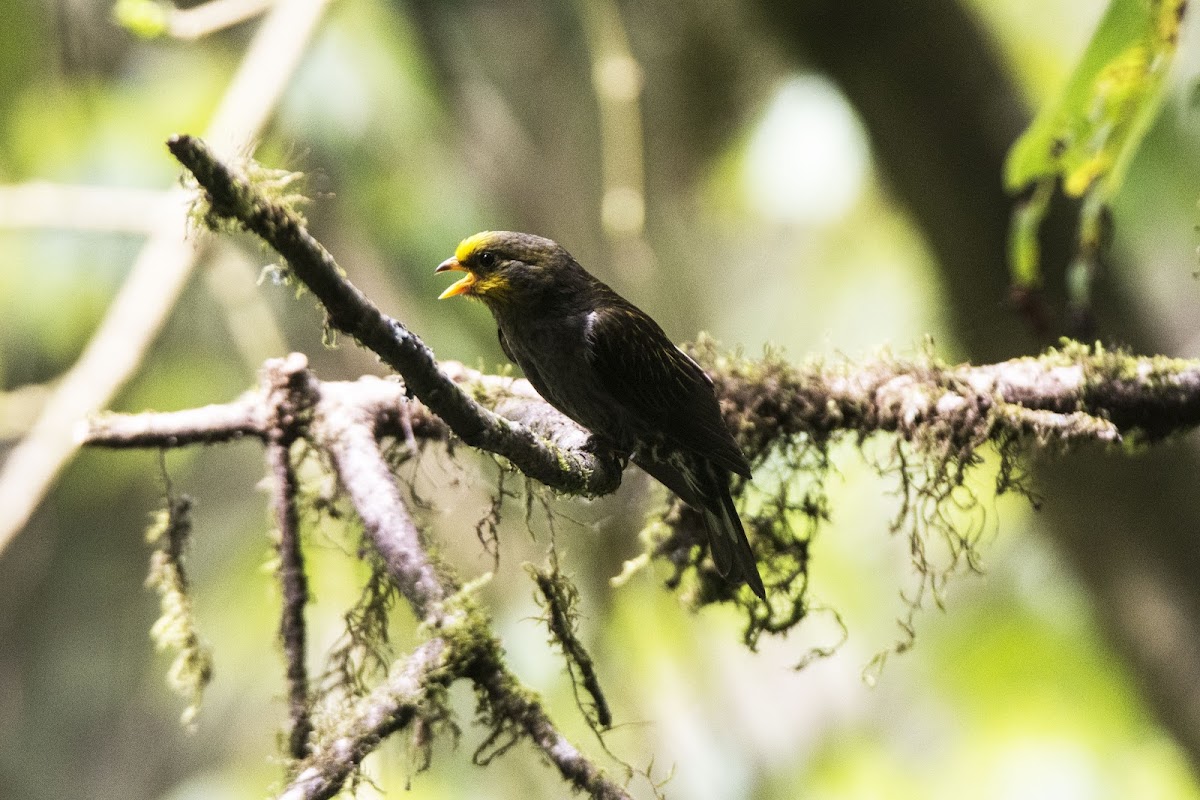 Yellow-rumped Honeyguide