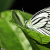 Striped Albatross