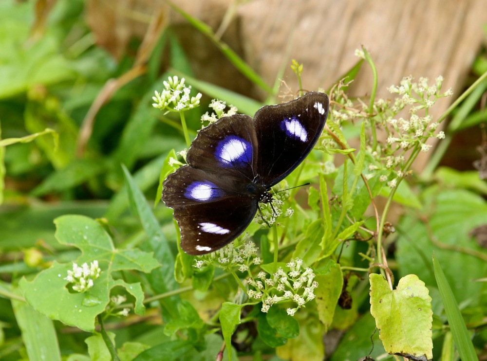 Great Eggfly