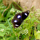 Great Eggfly