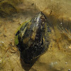 Sea hare