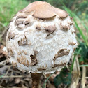 Shaggy Ink Cap, Lawyer's Wig, Shaggy Mane