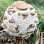 Shaggy Ink Cap, Lawyer's Wig, Shaggy Mane