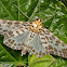 Geometrid Moth