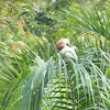 Javan pond heron