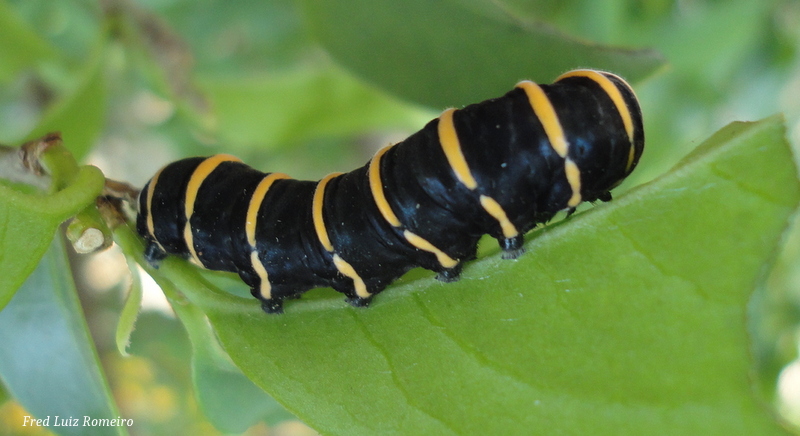 Caterpillar (Themisto Amberwing)