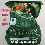 1 Bịch Trà Cà Gai Leo Túi Lọc Sadu Mát Gan Thải Độc Gan 250G ( 50 Túi Lọc)