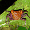 Terrestrial Forest Crab