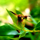 Potter wasp