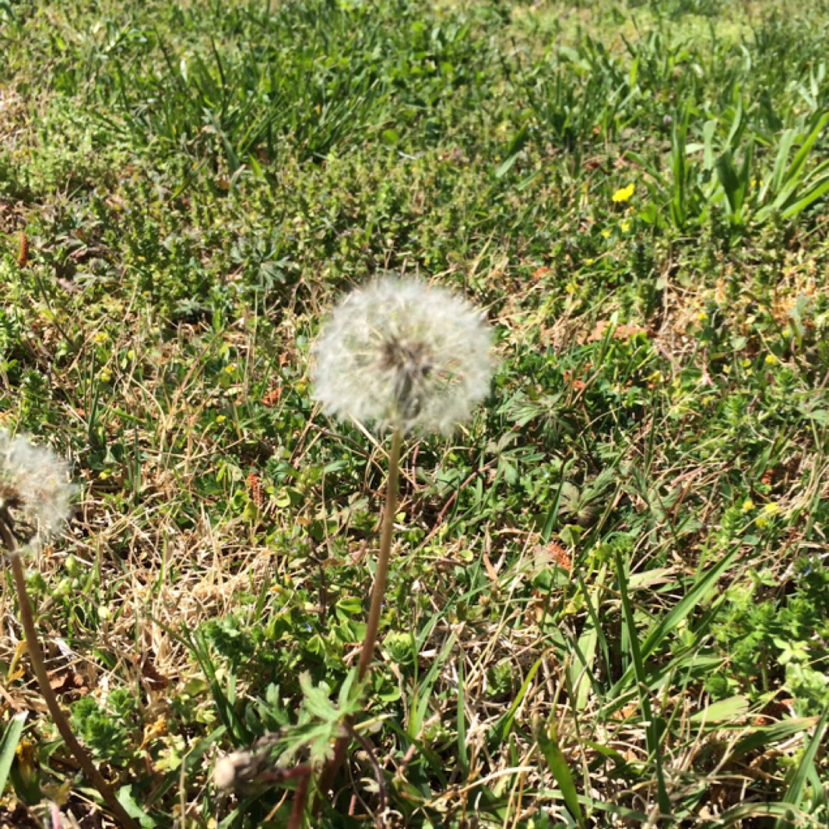 Dandelion