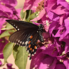 Pipevine Swallowtail