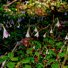 Twinflower