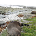 New Zealand fur seal