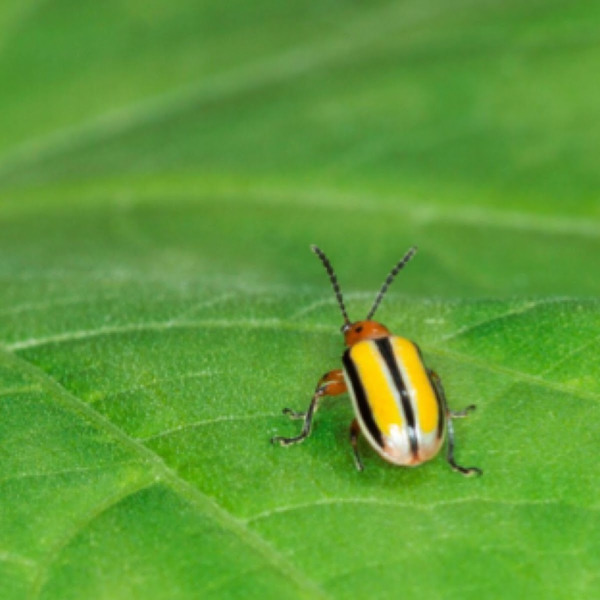 Three-lined Potato Beetle