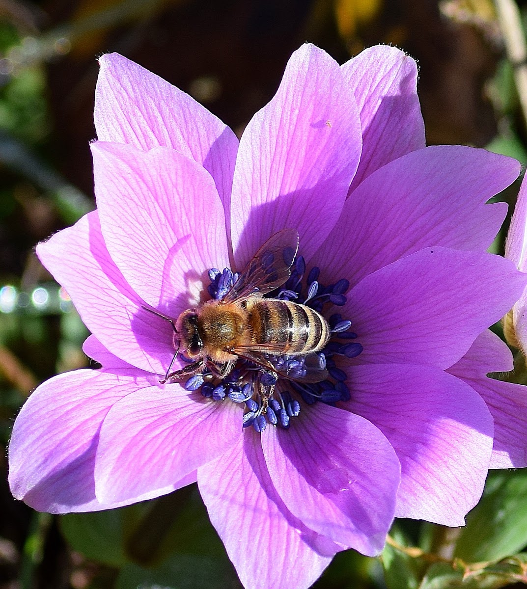 European Honey Bee