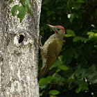 Eurasian Green Woodpecker