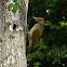 Eurasian Green Woodpecker