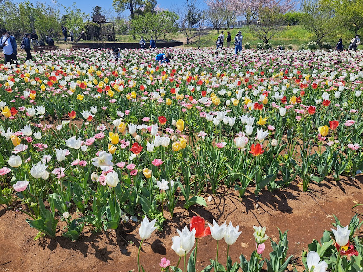 フィットの花菜ガーデン平塚に関するカスタム事例の投稿画像30枚目