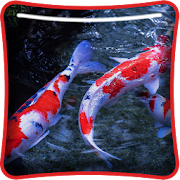 KOI Fish Live Wallpaper  Icon