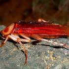 American cockroach