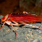 American cockroach