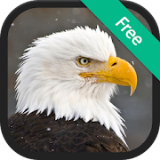 Bald Eagle Sounds 1.3 Icon