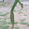 Praying mantis