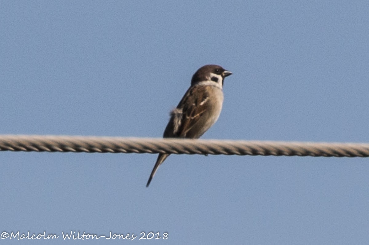 Tree Sparrow; Gorrión Molinero