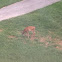 White tail deer