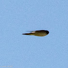 House Martin