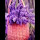Lavender HD Wallpapers Flower Theme